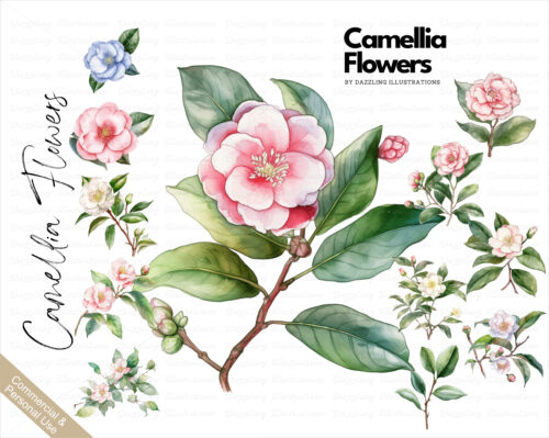 Set of stunning watercolor Camellia flowers