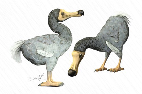 Vintage Dodo Clipart Set