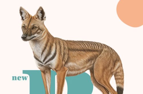 The Thylacine: A Fascinating Tale of Extinction and Conservation