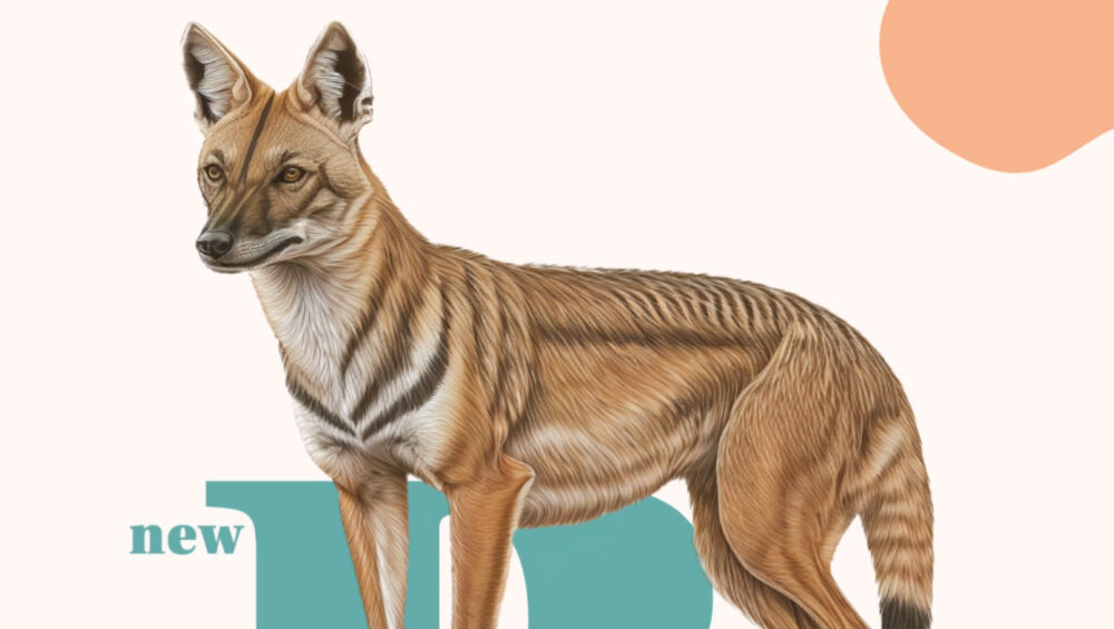 The Thylacine: A Fascinating Tale of Extinction and Conservation